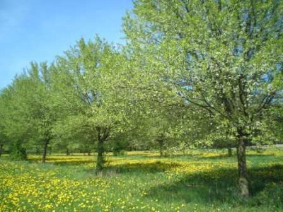 Blühendes Zwetschgenfeld